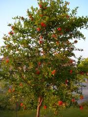 Pomegranite Tree